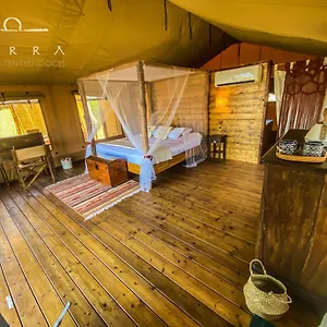 Terra - Tented Saturnia